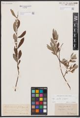 Foto von Salix aurita L. x Salix repens L.